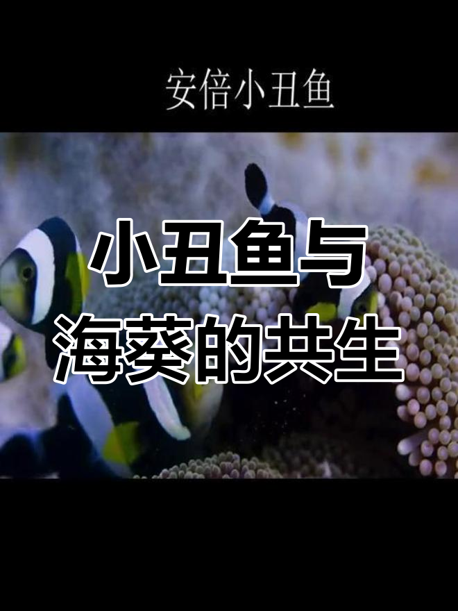 鞍背小丑鱼与海葵共舞,海底世界的奇妙互动