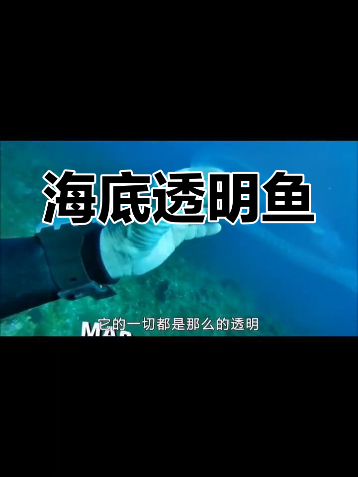 透明幽灵鱼:海底的隐形生物