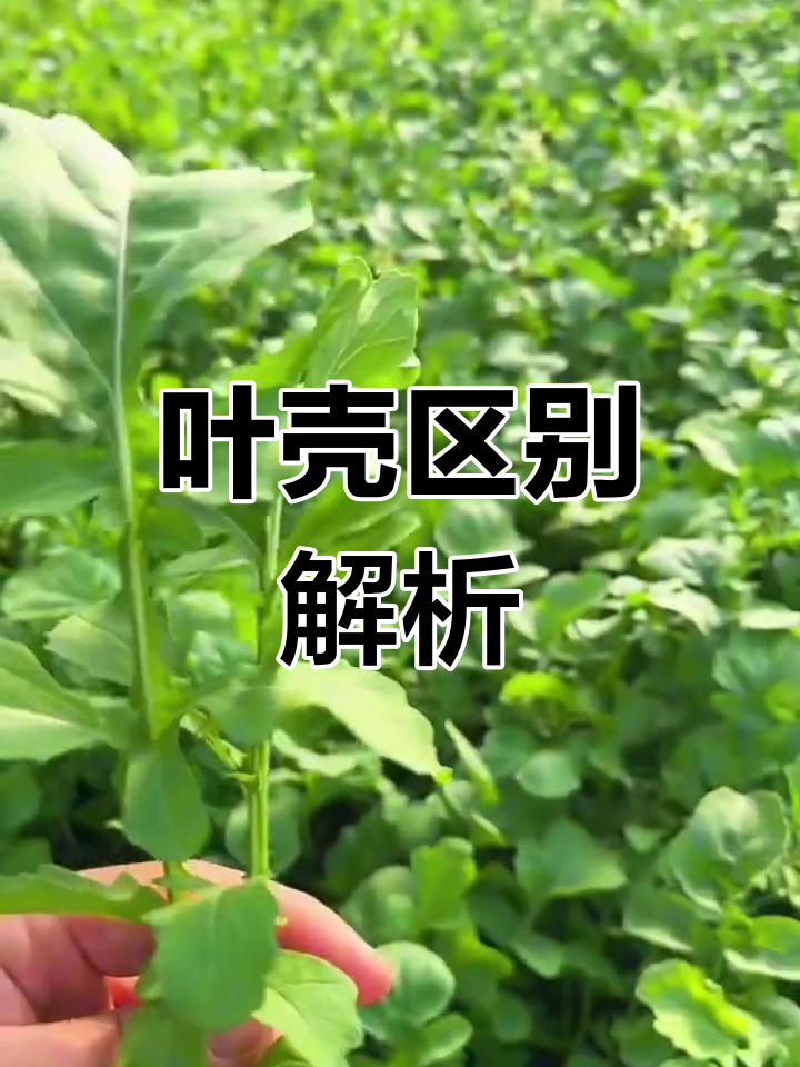 东北小臭菜与蘸酱菜的独特风味