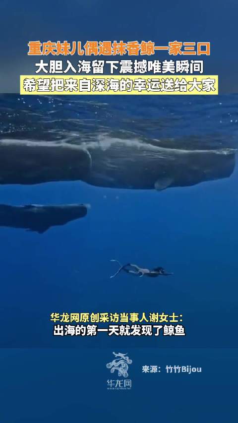 「重庆女孩上演现实版海洋奇遇记」5月13日,毛里求斯。重庆女孩偶遇抹香鲸一家三口,大胆入海