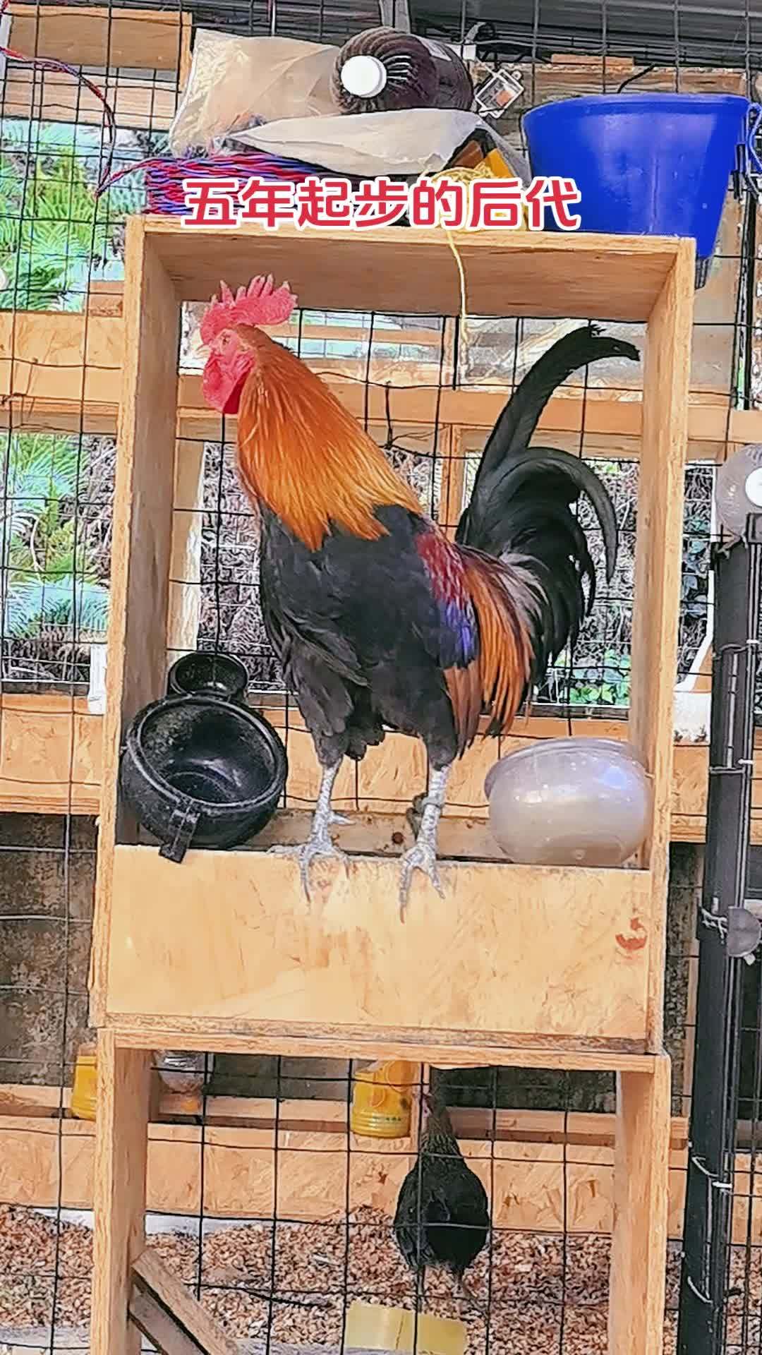 三农 养殖 养鸡 农村散养土鸡 茶花鸡 原鸡和茶花鸡区别