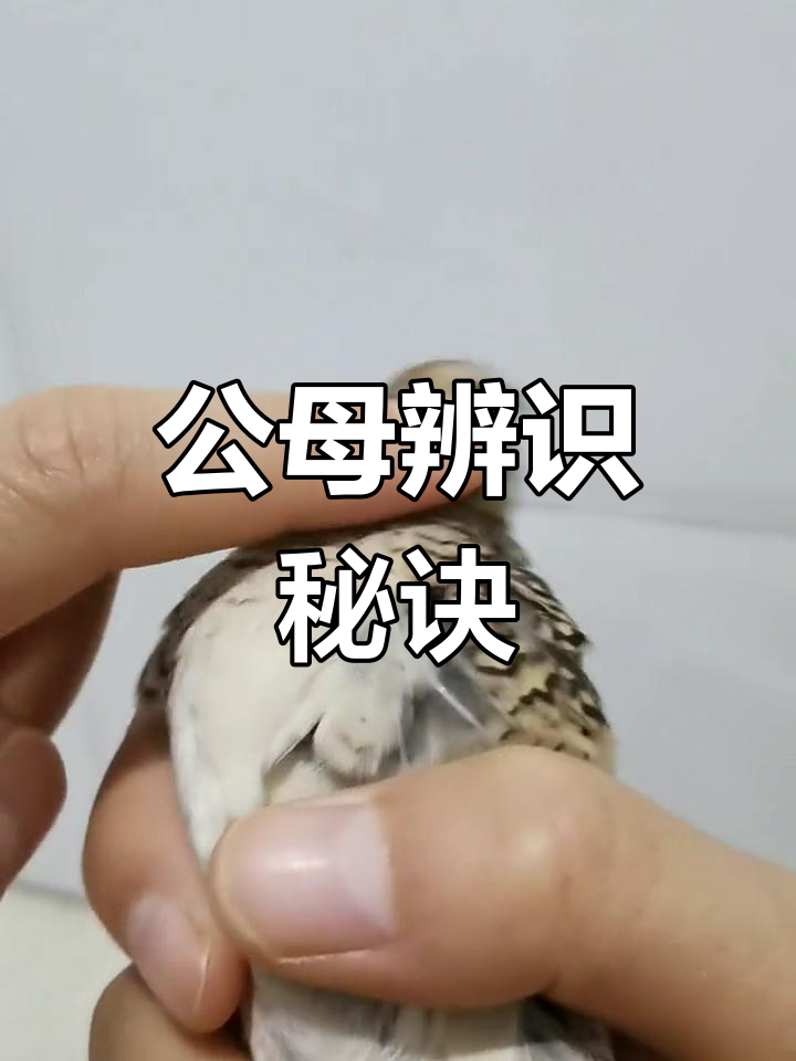 芦丁鸡公母辨别小技巧,你有什么妙招吗?