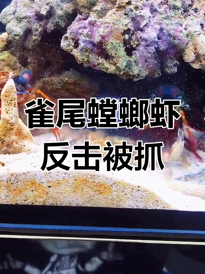 雀尾螳螂虾首战,反击被捉住狂锤!