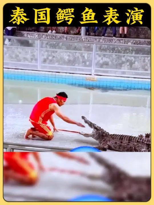 鳄鱼表演惊魂!男子手臂被死死咬住,死亡翻滚夺命瞬间 鳄鱼表演男演员惨遭“死亡翻滚”,手臂危