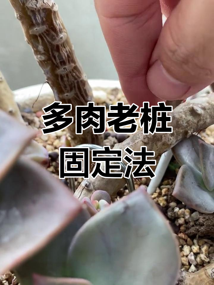 多肉老桩上盆技巧,悬崖桩固定方法大揭秘