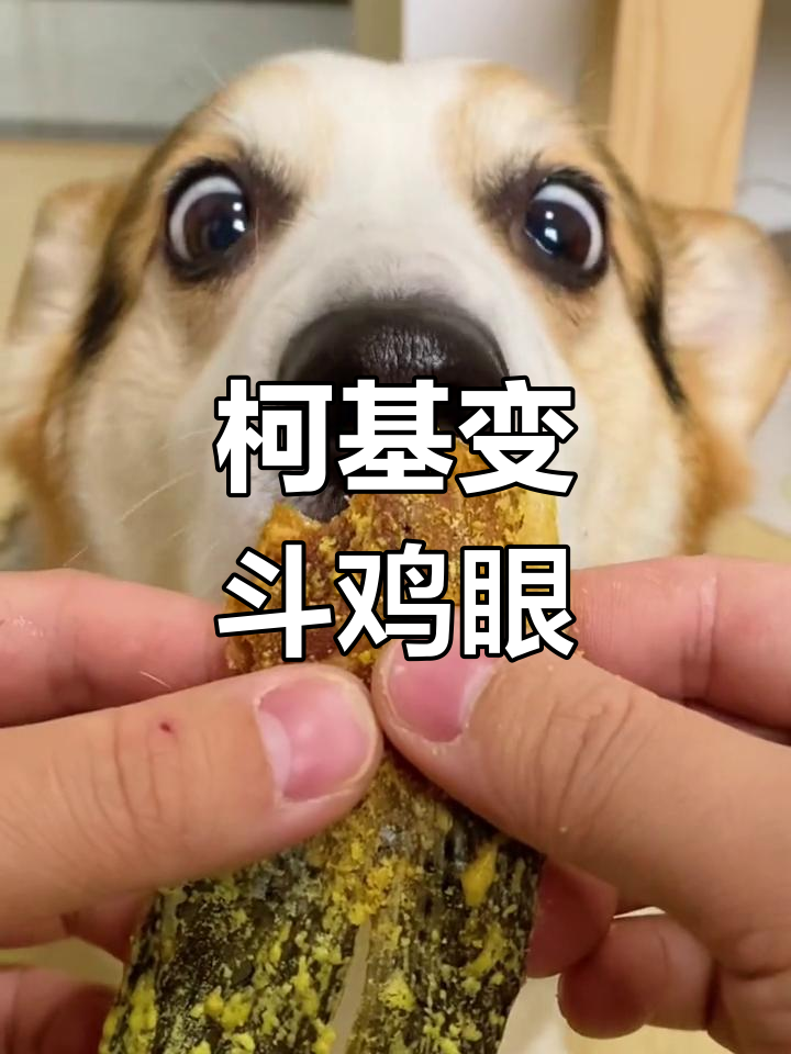 柯基吃得太开心,竟然变成了斗鸡眼!