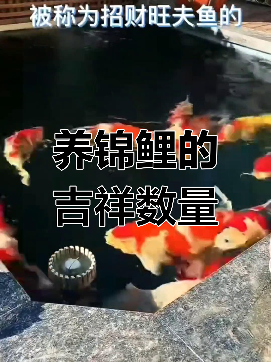 风水鱼养几条最合适?