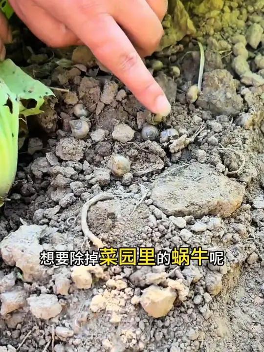 菜园蜗牛防治方案 想要除掉菜园里的蜗牛，您就记住一个配方，往菜园里均匀撒一撒就可以了#蜗牛