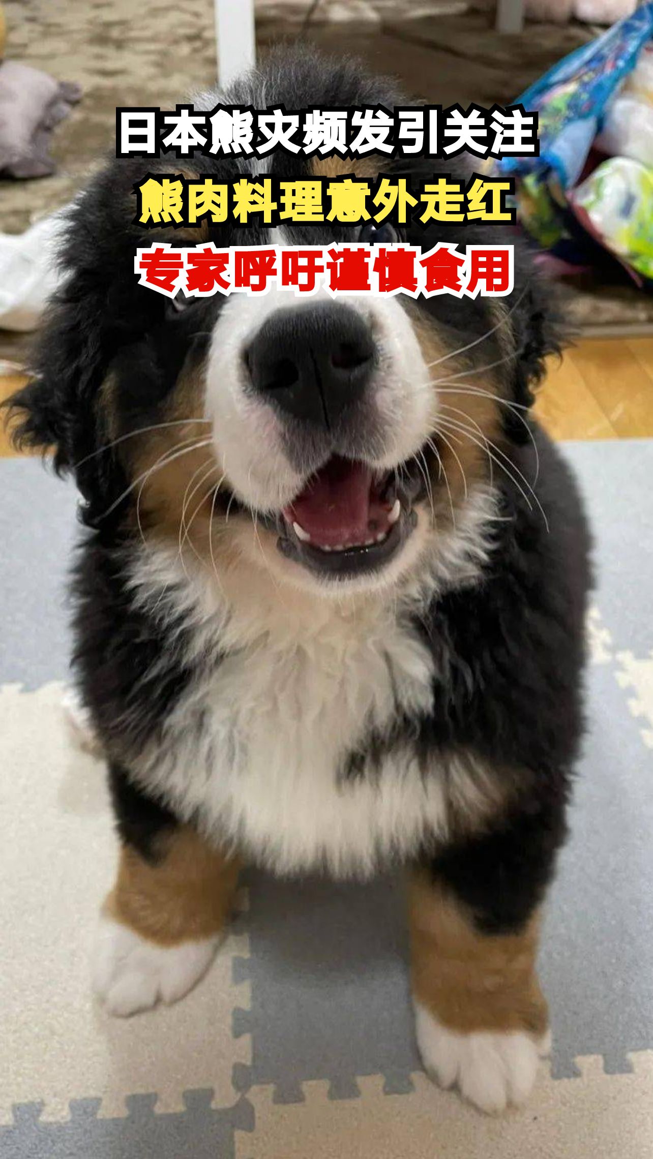 日本熊灾频发引关注,熊肉料理意外走红,专家呼吁谨慎食用
