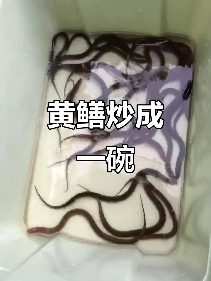 近四斤黄鳝炒成一碗,家常做法大揭秘