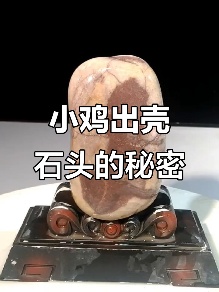 小鸡出壳奇石的发现背后,张晋竟不是第一人
