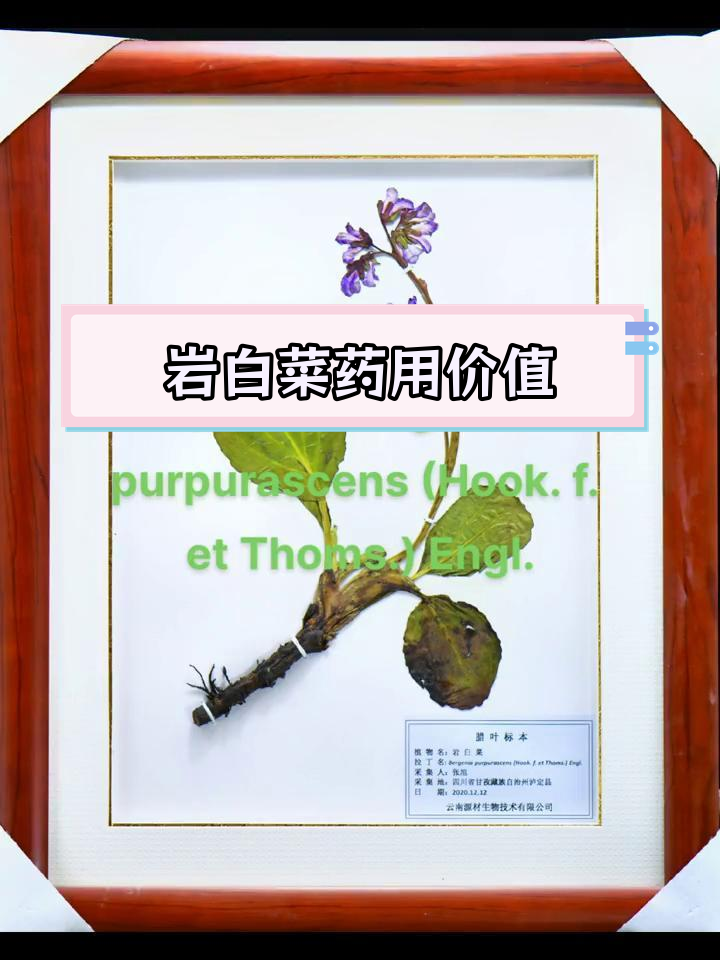 岩白菜的药用功效与形态特征