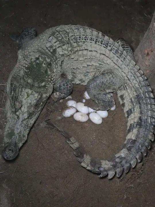 夜闯种鳄池,时刻关注鳄鱼产蛋动态,母鳄一窝能产多少个蛋?记录真实的鳄鱼养殖生活