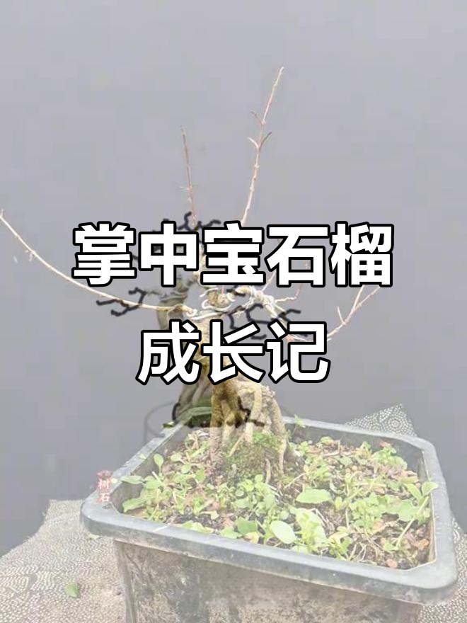 掌中宝石榴的蜕变:从丑小鸭到艺术盆景