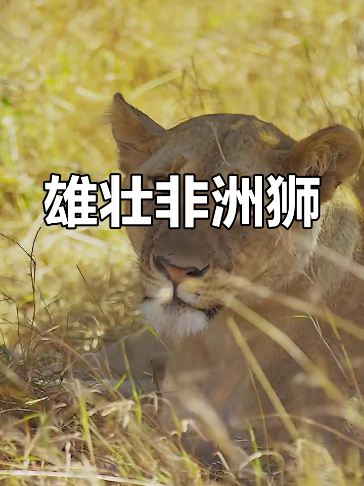 非洲狮:草原之王,勇猛无敌的食肉动物
