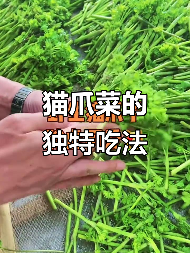 猫爪菜:家乡的味道,凉拌焯水最美味