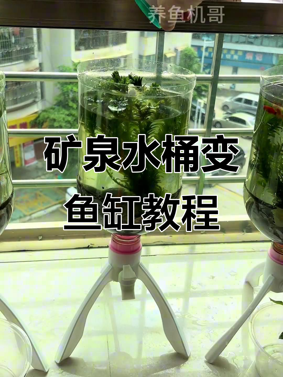 用矿泉水瓶打造简易生态鱼缸，轻松DIY小鱼家园
