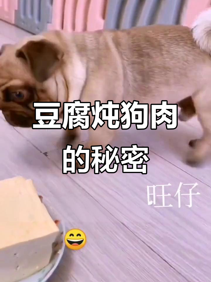豆腐炖狗肉,竟然能哭?