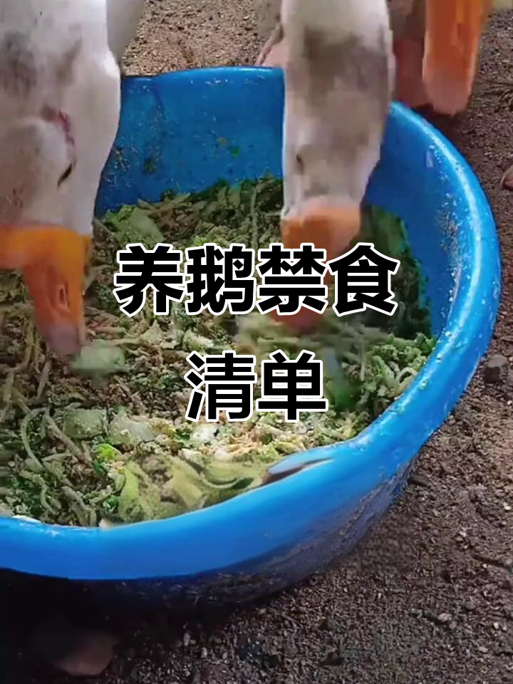 养鹅必知禁忌:这些食物千万不能喂