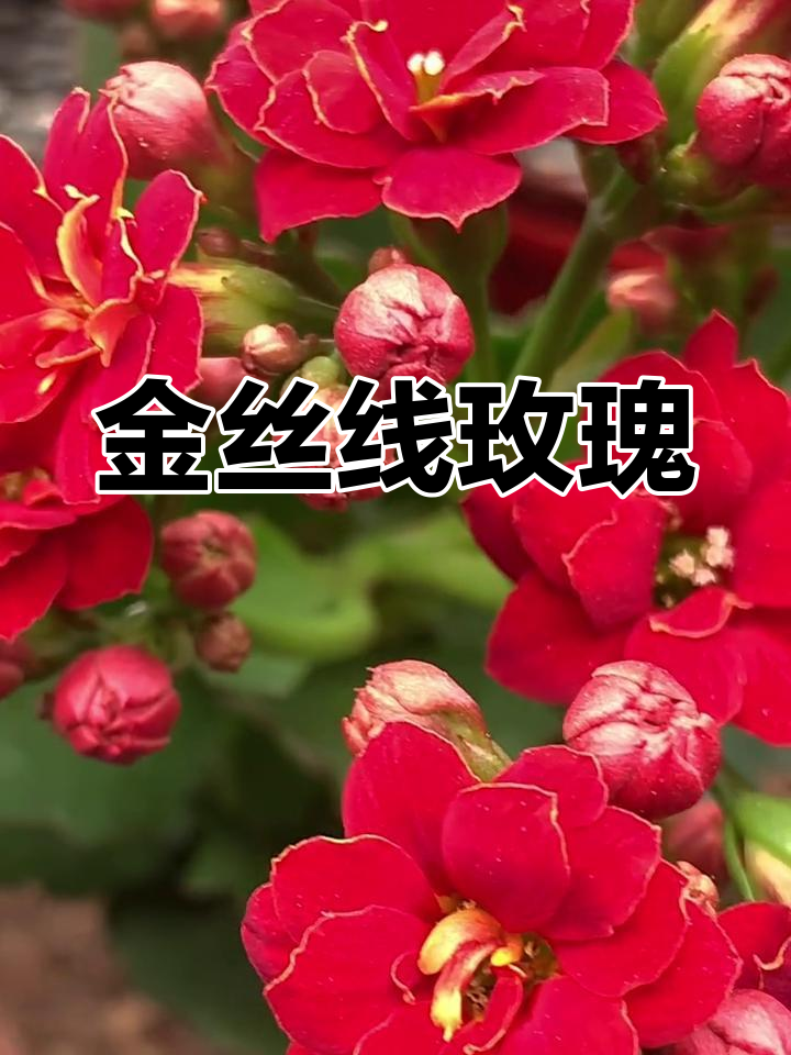 这朵玫瑰花边金线,独特美丽,我称它为“金丝线”