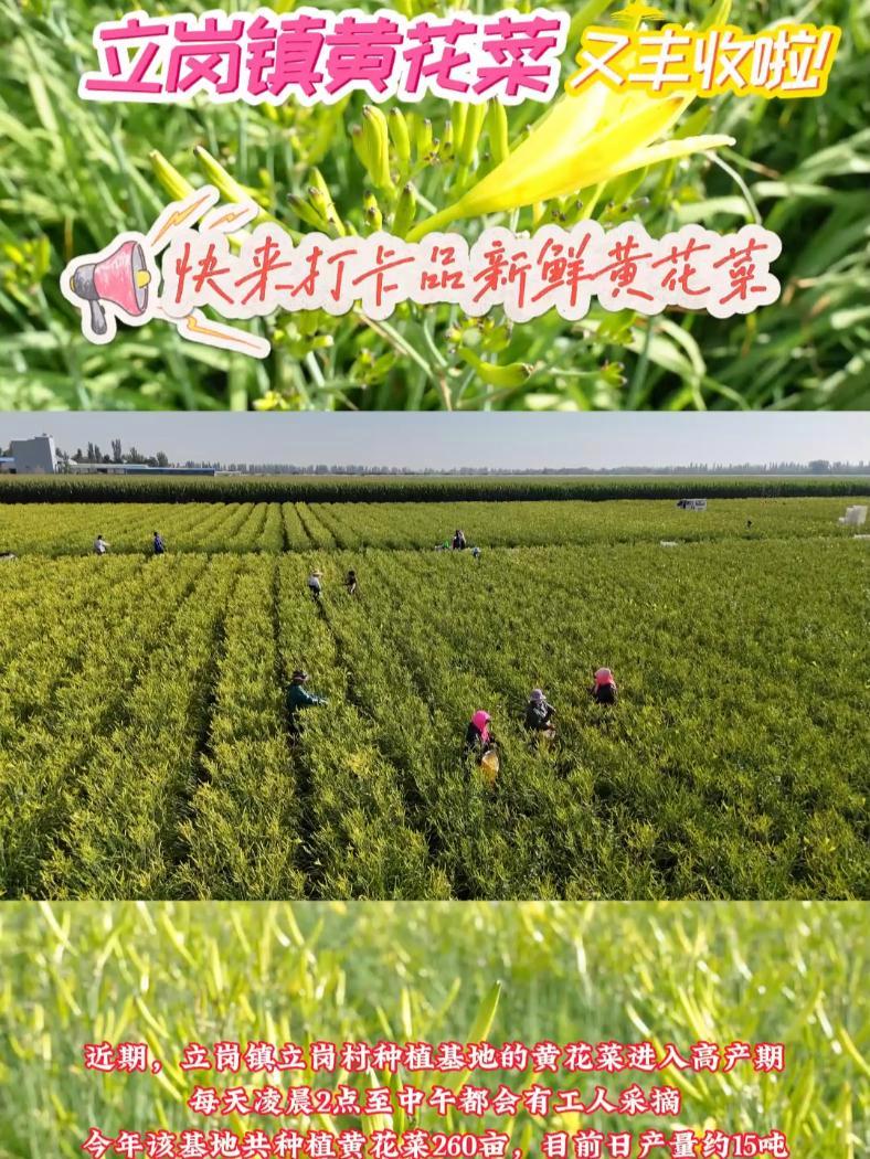 立岗镇黄花菜又丰收啦!黄花菜 采摘 就业 丰收的颜色 塞上春潮起