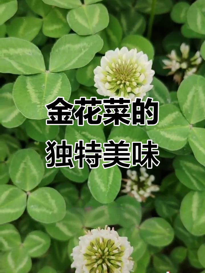 口感脆嫩,营养丰富,金花菜你吃过吗?