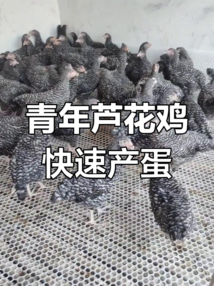 芦花鸡苗二十天产蛋,公母搭配更高效