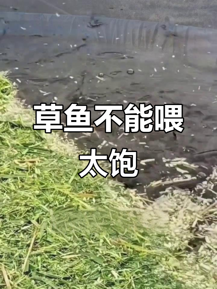 草鱼喂得太饱容易死,了解原因和解决方法