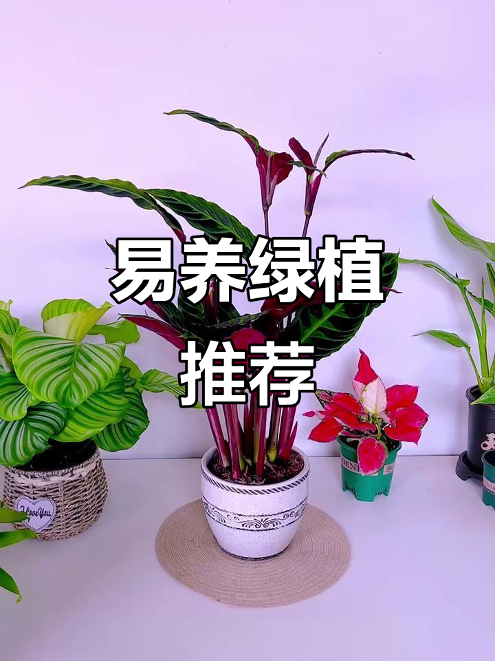 紫背竹芋,优雅又易养,轻松净化空气