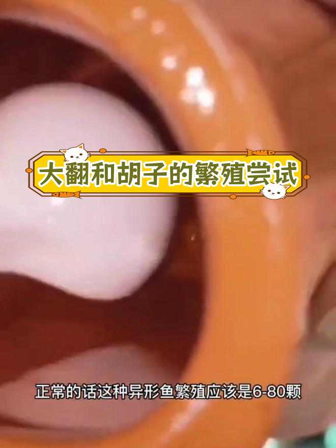 异形大帆与胡子配对,孵化结果如何?