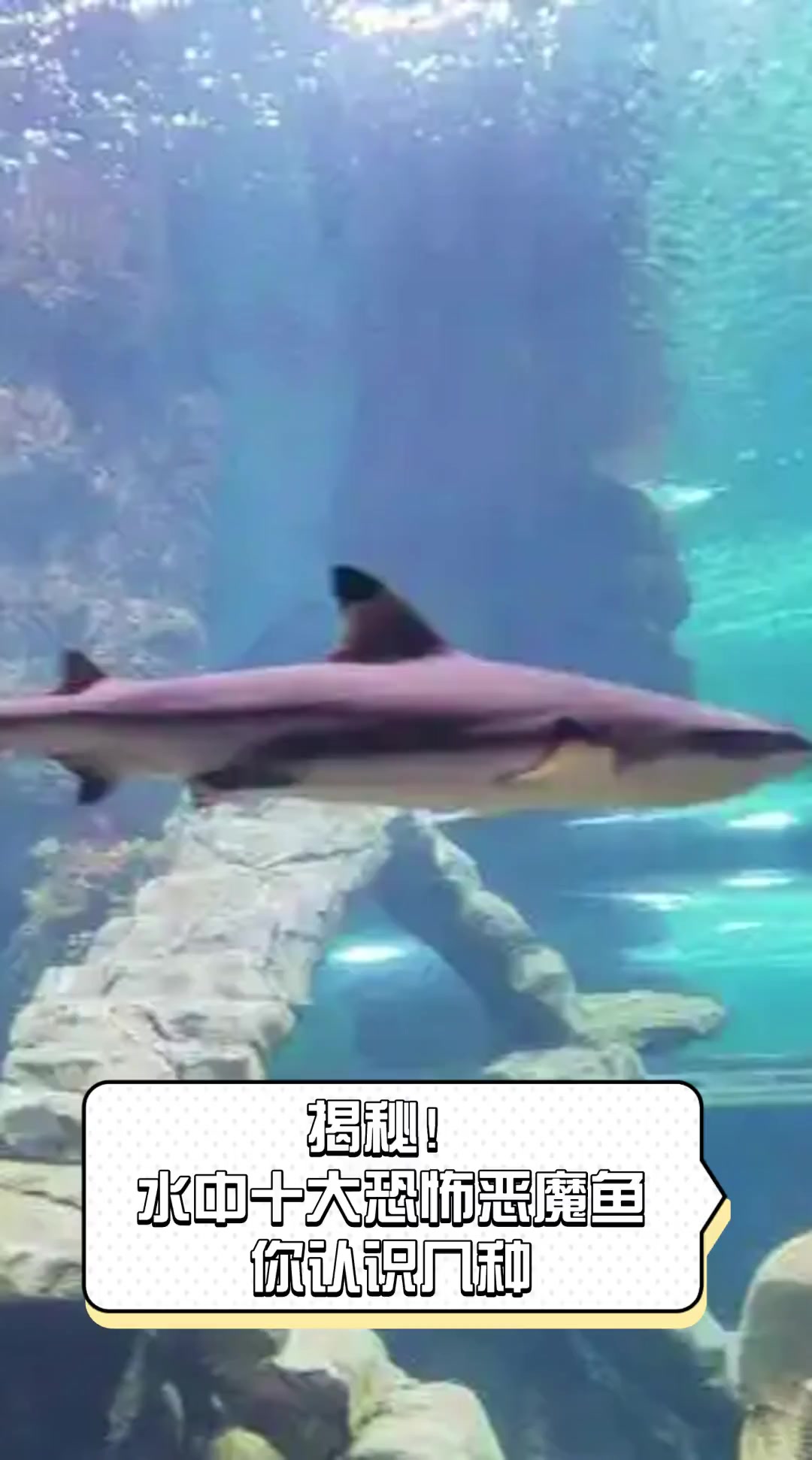 揭秘!水中十大恐怖恶魔鱼,你认识几种