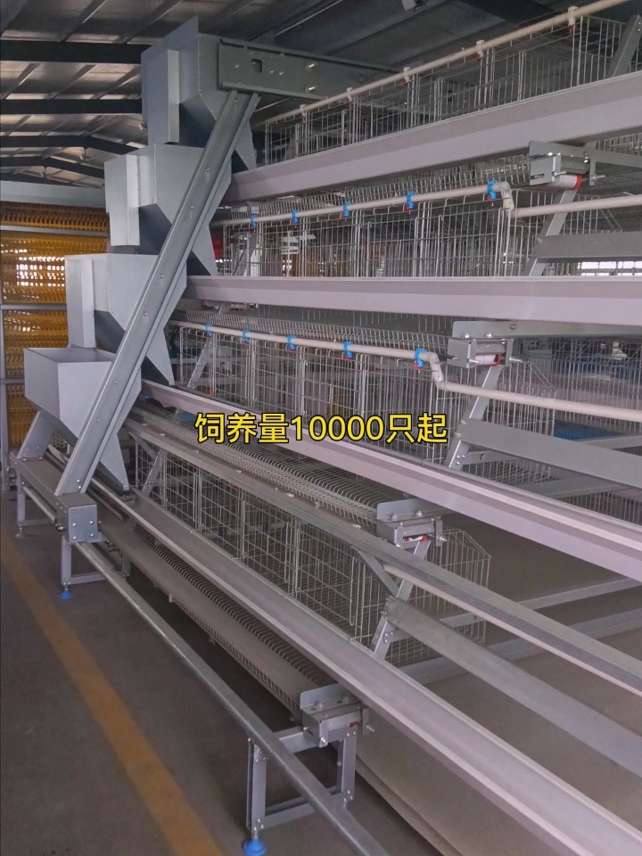 饲养量10000只起的阶梯式蛋鸡笼!