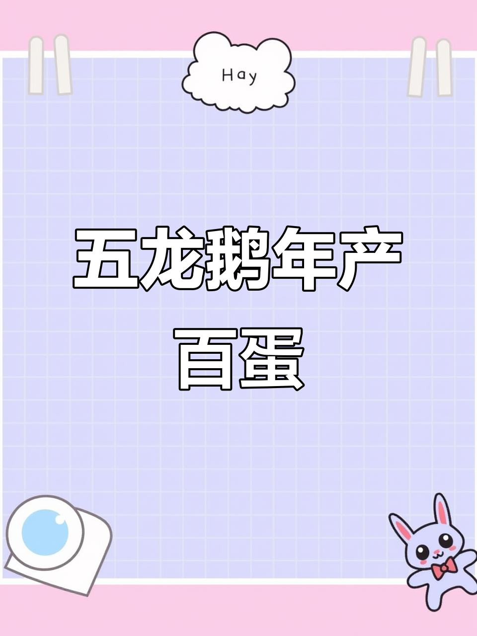 五龙鹅一年能产100多个蛋,真是太神奇了!