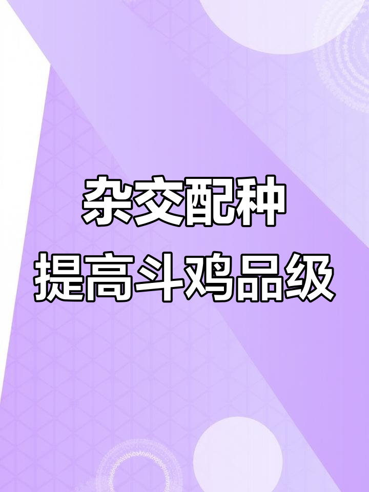 低成本杂交育种，斗鸡品质如何提升？