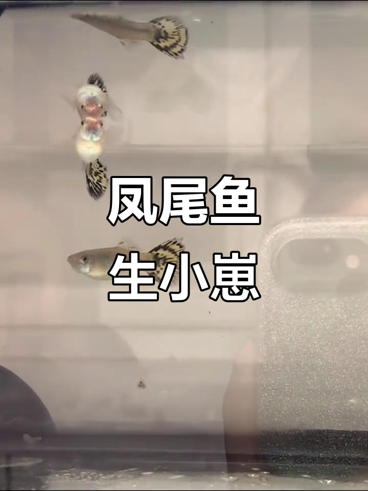 凤尾鱼竟然直接生小鱼,不是卵生的吗?