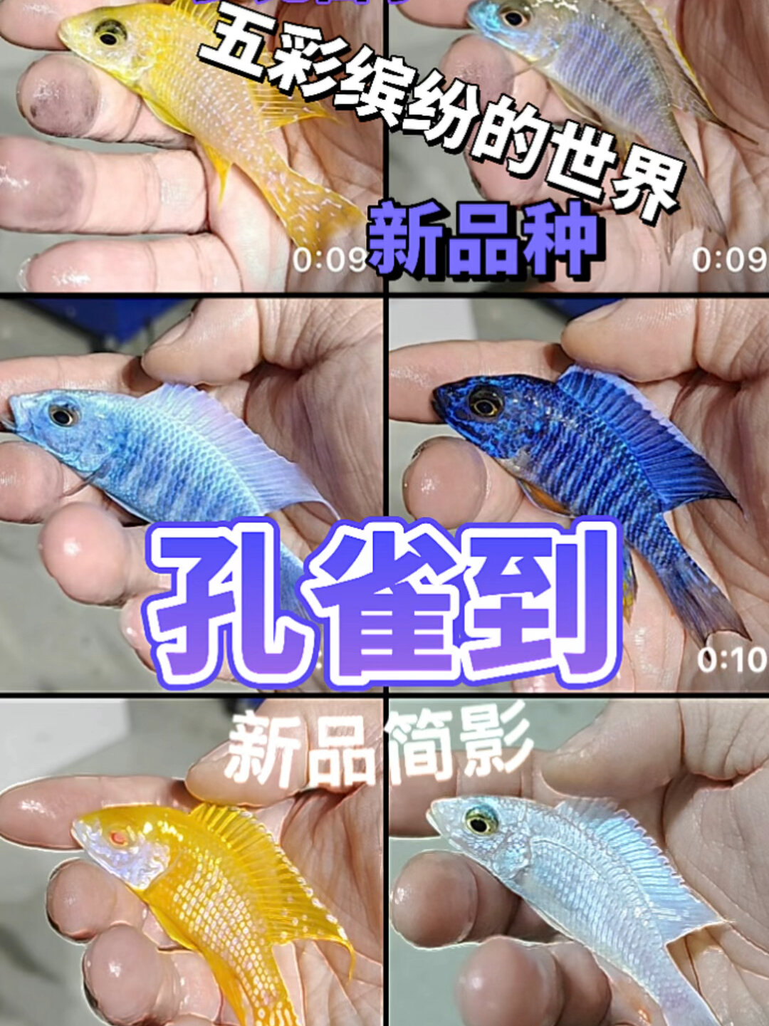 认识三湖慈鲷·缤纷孔雀