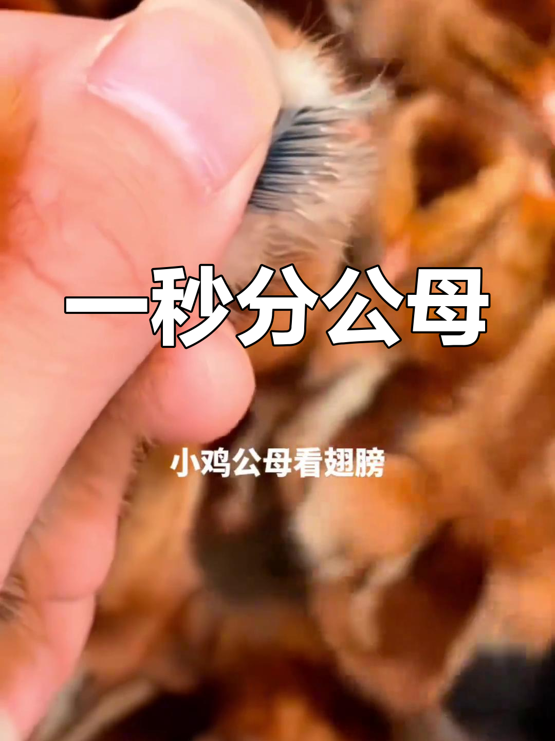 鸡苗公母辨别技巧,一秒搞定