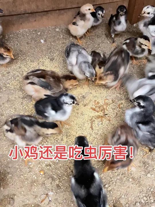 小鸡还是吃虫厉害!战斗公鸡公鸡中的战斗机斗鸡斗鸡高质量斗鸡