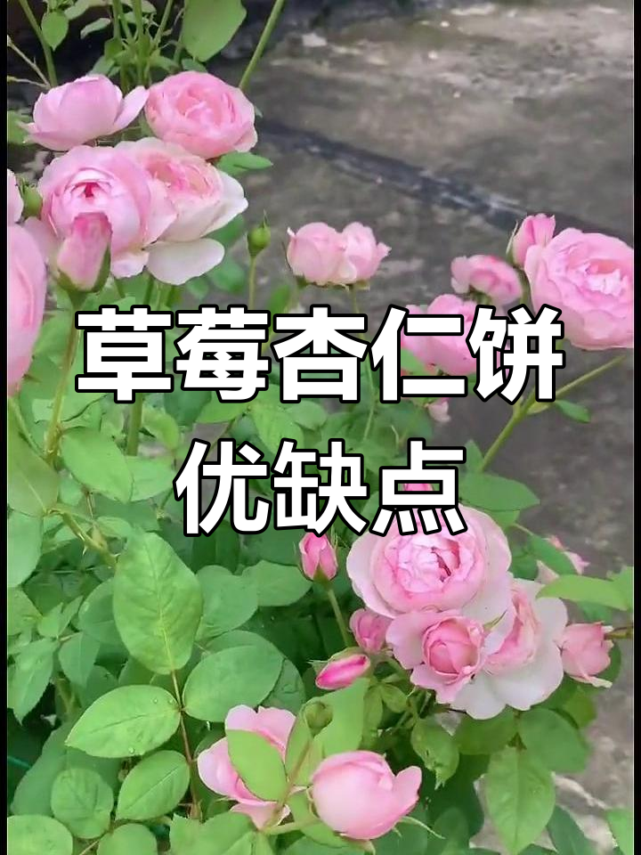 草莓杏仁饼月季:四季耐看,抗病力强