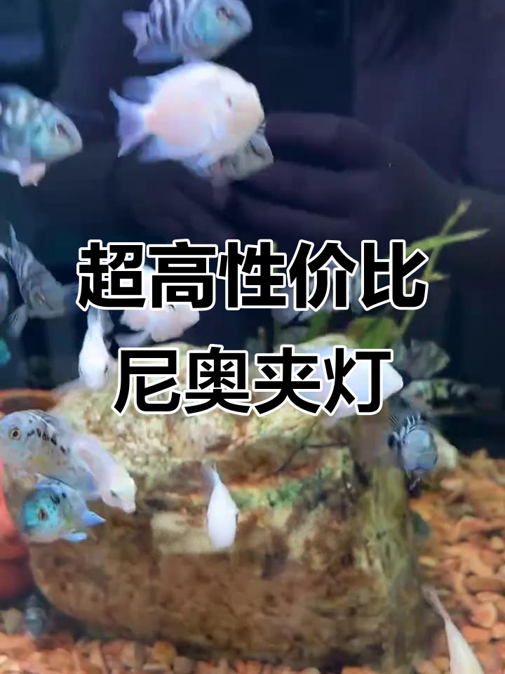 尼奥S三Pro全光谱灯光,超亮透镜让鱼缸更生动