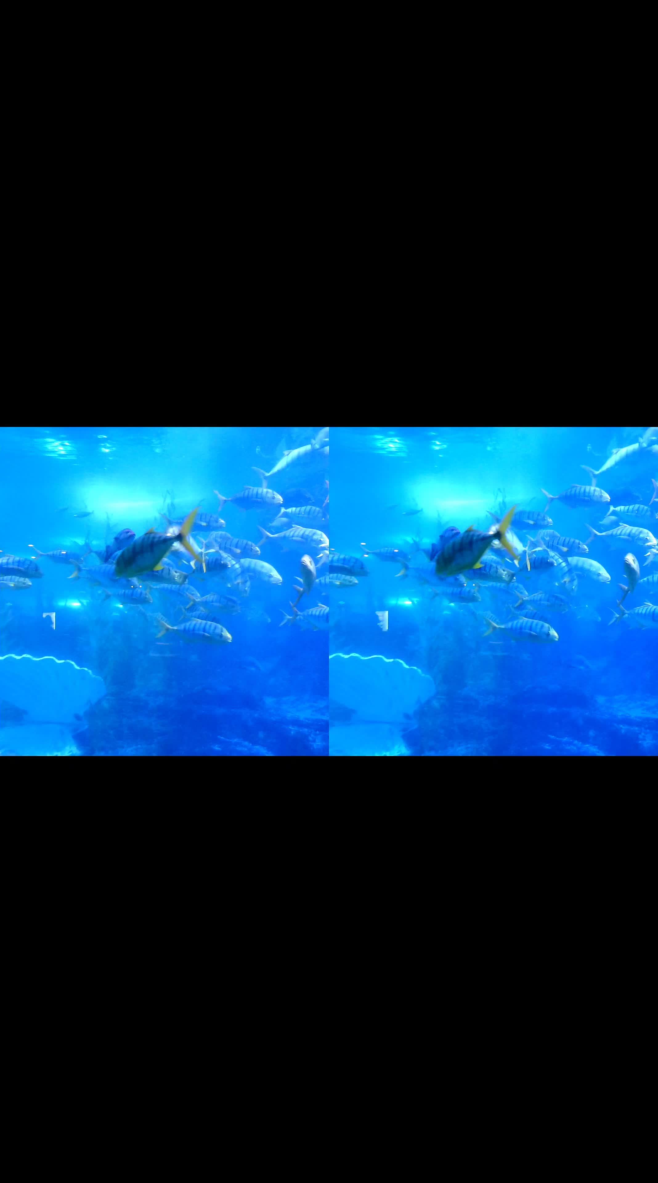 一天到晚游泳的鱼 平行眼观看 裸眼3d 海底世界