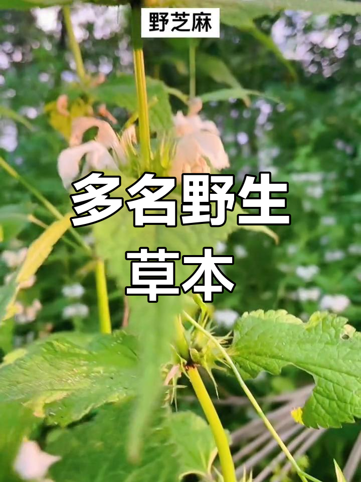 野芝麻,别名众多,唇形科植物