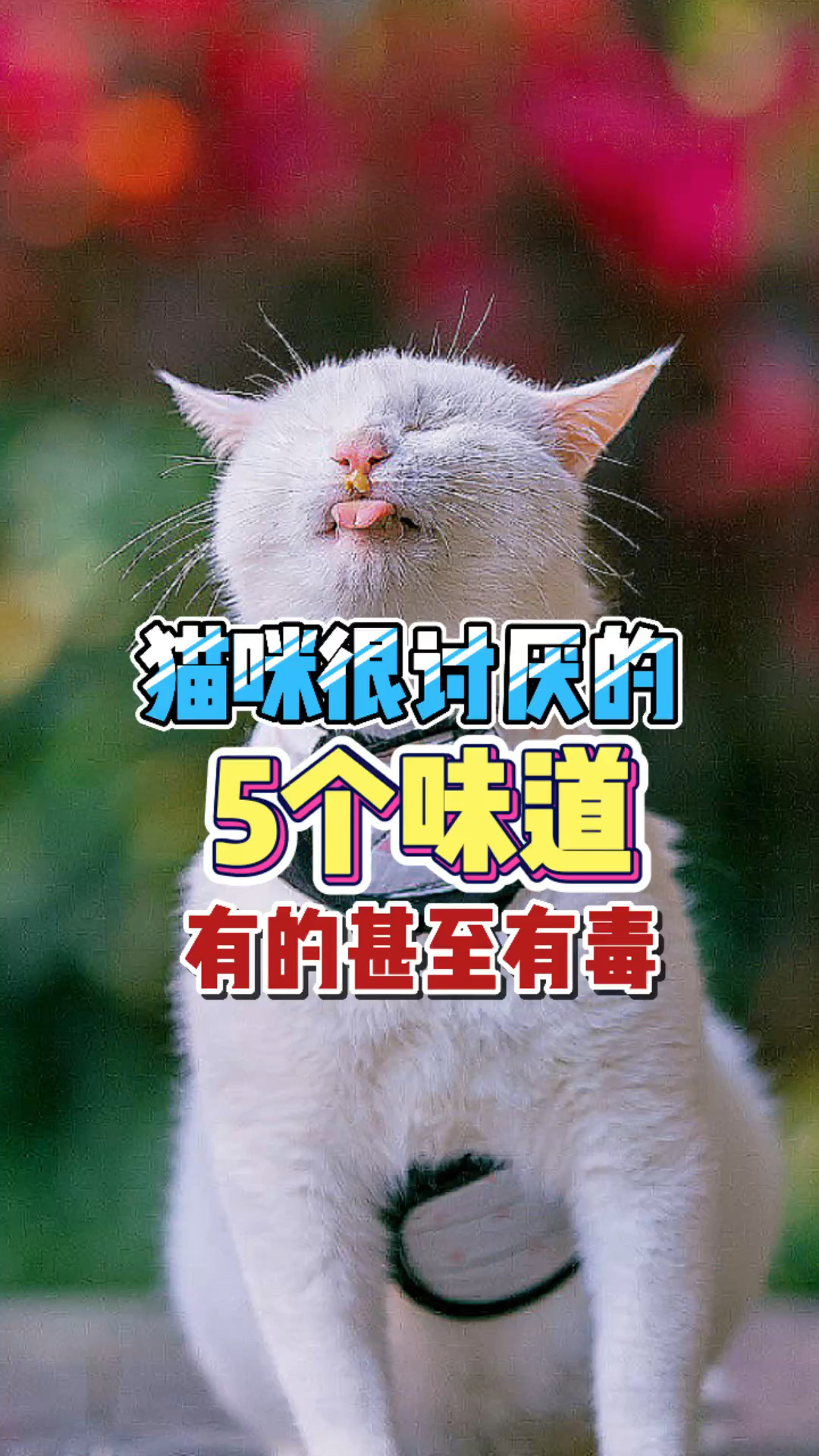 养猫家庭注意猫不喜欢的几种味道