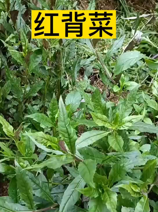 红背菜的功能和作用