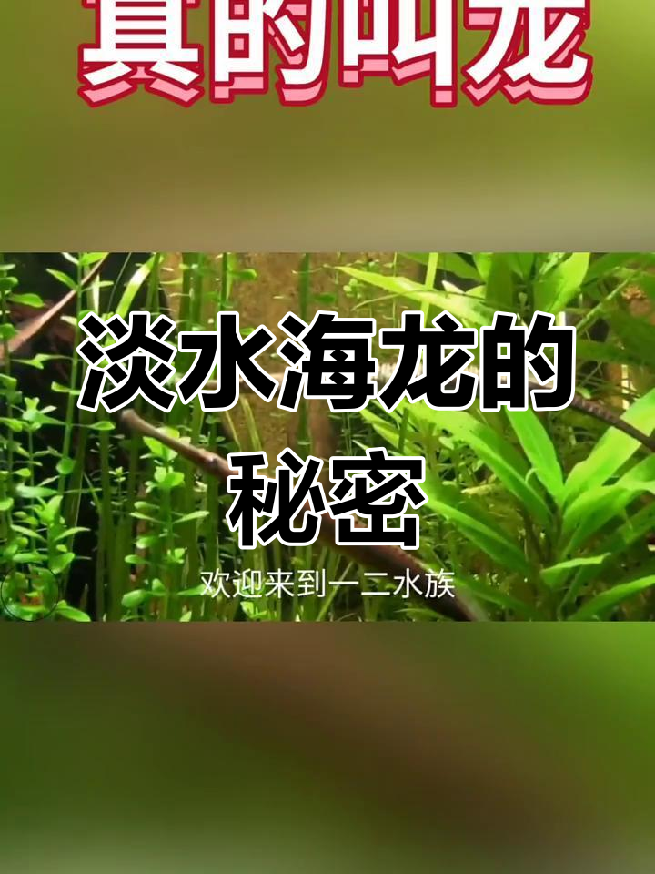 淡水海龙揭秘:这种鱼你见过吗?