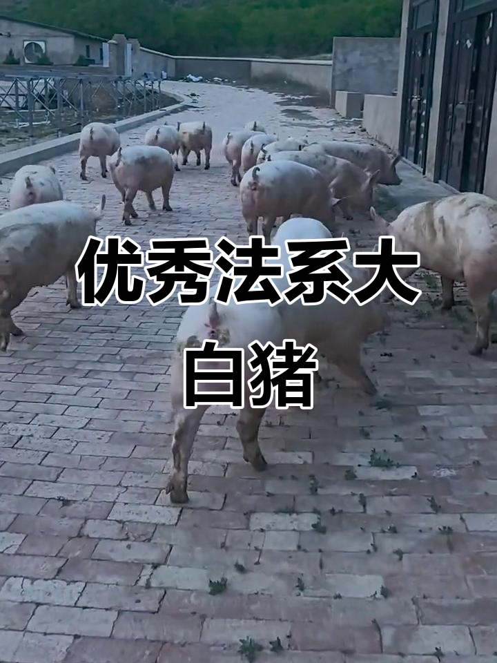 法系双音组大白猪,乳头均匀,配种在即