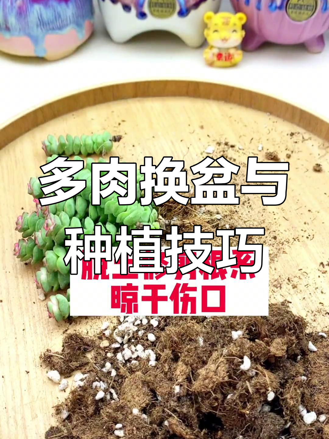 如何换盆和栽种钱串子多肉?一步步教你搞定