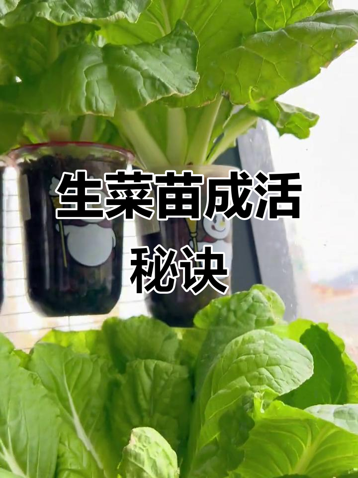 移栽紫色生菜苗,根系保护很重要