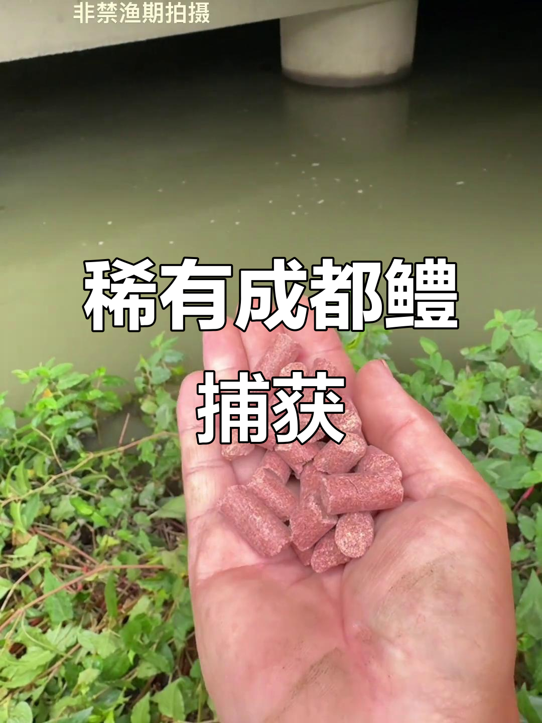 成都鳢鱼稀少,溪流钓挑战成功!