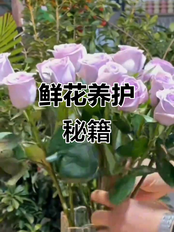 鲜花保鲜秘诀:深水醒花,避开阳光与空调,换水勤快